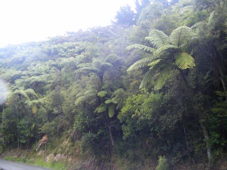 voila foret de nz