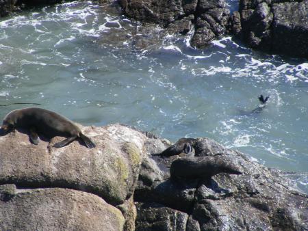 ya pleins de phoques!!!