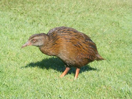 weka