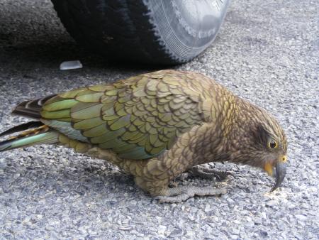 Kea