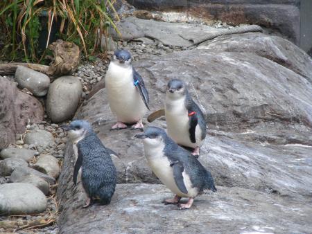 les pingouins bleus